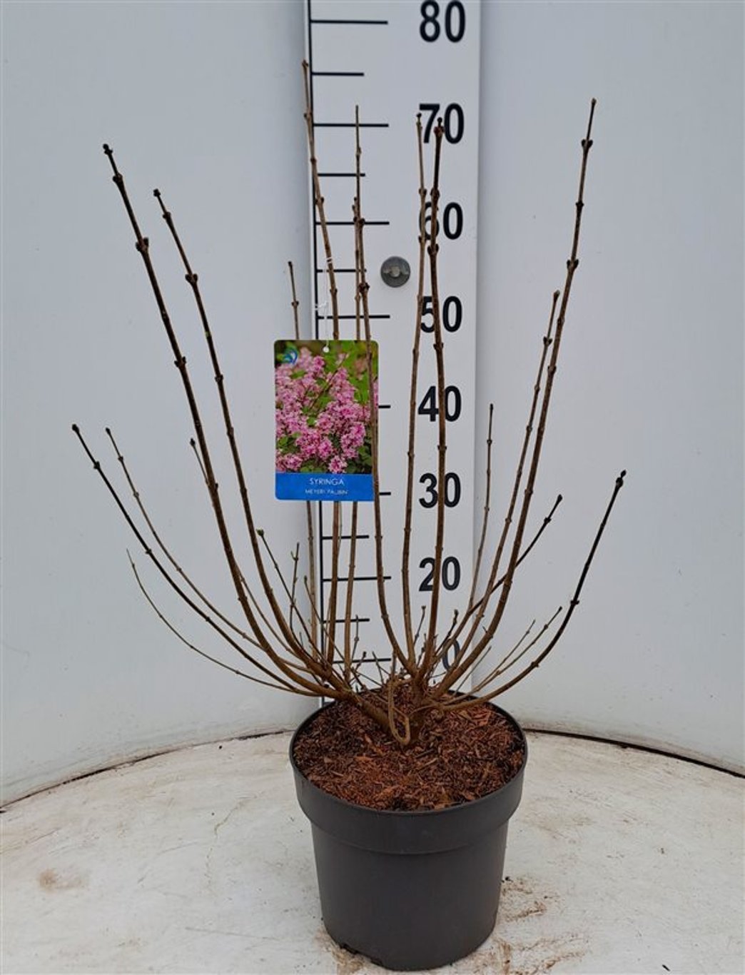 Syringa meyeri 'Palibin' - C4 40-50 CM